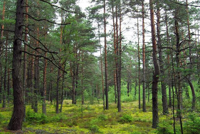 中國主要的松木產地有哪些,不同產地的松木有哪些區別