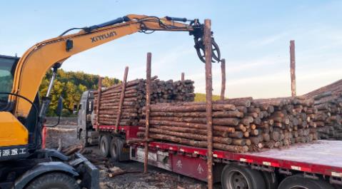 <a href=http://m.taopy.cn/ target=_blank class=infotextkey>松木樁</a>現場選材與運輸