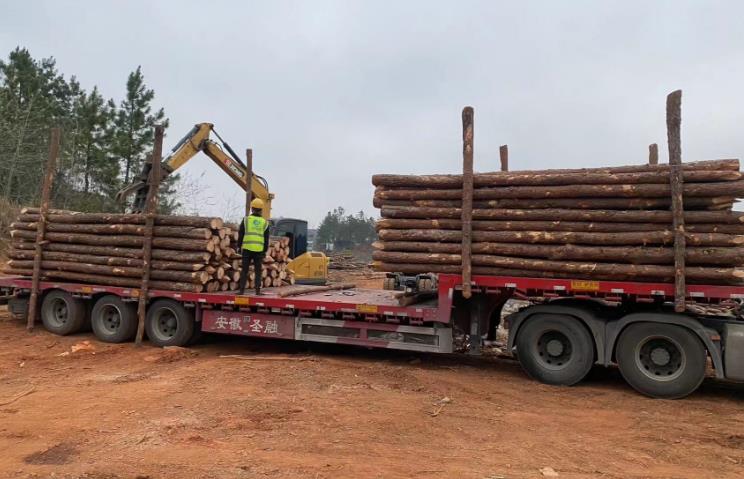 松木樁和杉木樁哪個更適合打木樁？兩者區別有哪些？