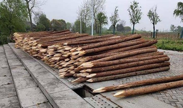 杉木樁為什么這么受歡迎?杉木樁有哪些優(yōu)點(diǎn)和缺點(diǎn)?