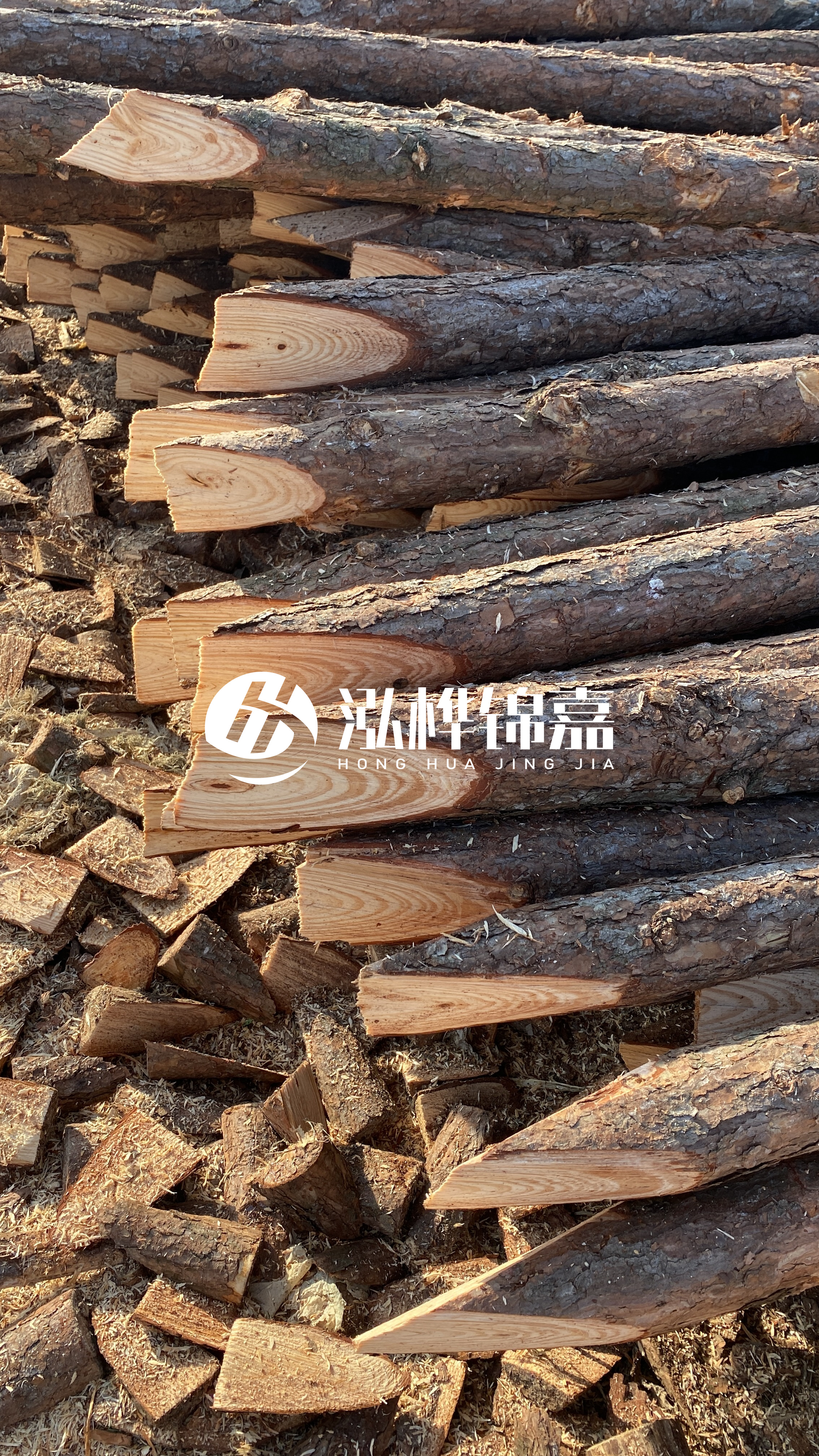 松木樁怎么分辨好壞?學會這幾招,輕松分辨松木樁好壞不踩雷!